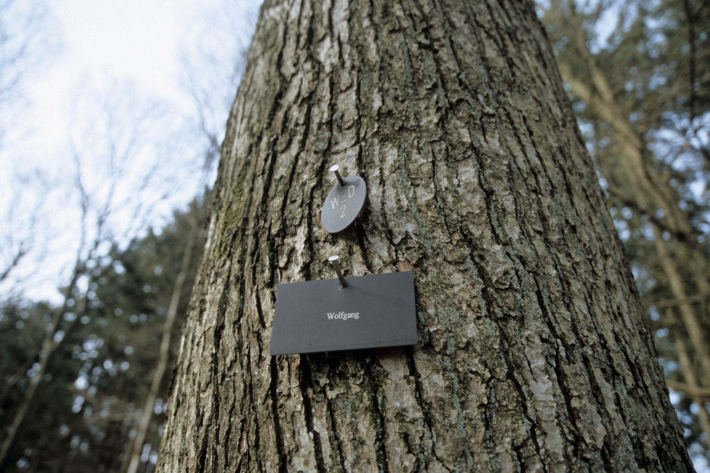 Ein schlichtes Namensschild hängt an einem Baum im Bestattungswald.