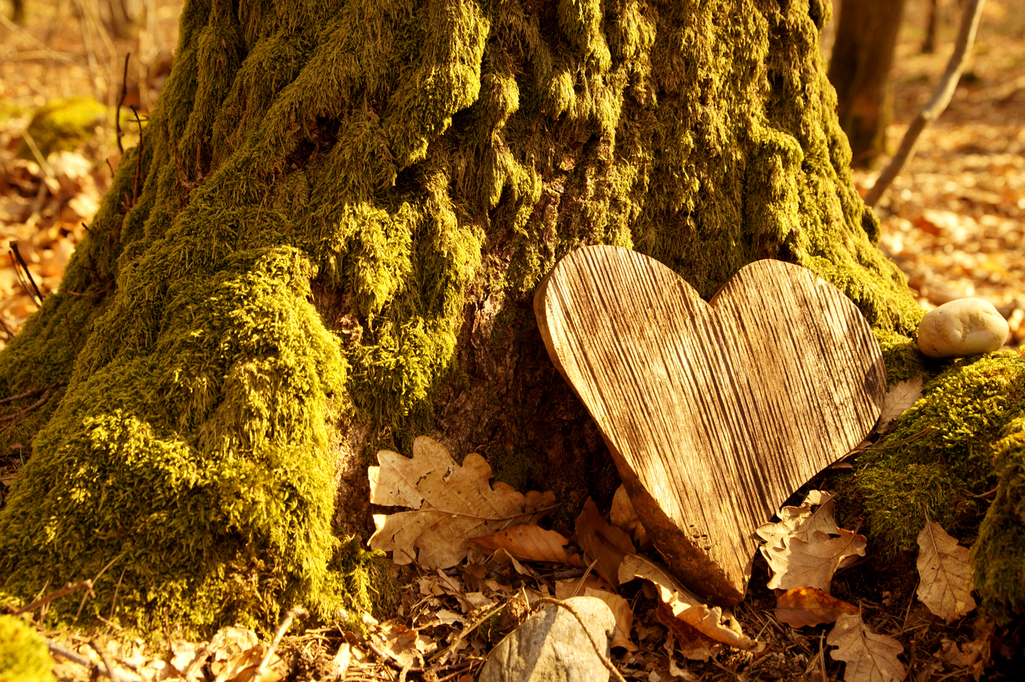 Ein Herz aus Holz lehnt an einem Baum